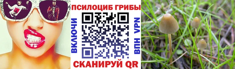 kraken зеркало  Нариманов  Псилоцибиновые грибы Psilocybe 